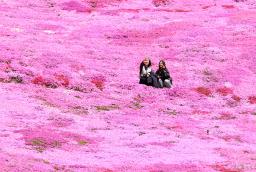 見頃を迎えた「東藻琴芝桜公園」のシバザクラ。約10ヘクタールの丘の斜面がピンクに染まった=23日午後、北海道大空町
