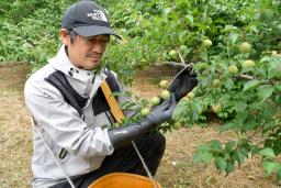 南高梅を収穫する那須都男さん=30日午前、和歌山県田辺市