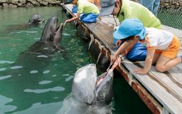 和歌山県太地町の町立くじらの博物館で披露されたクジラの歯磨き=2日午前