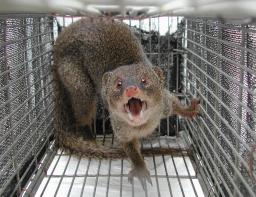 奄美大島で捕獲されたマングース(環境省奄美野生生物保護センター提供)