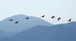 鹿児島県出水市の出水平野に、今季初めて飛来したツル=21日午前(鹿児島県ツル保護会提供)