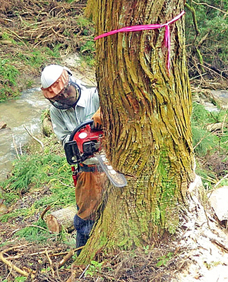 作業に当たる林業従事者。より安心できる労働環境の確保に向け、県や林業関係者は作業者の被ばく対策を国に求めている