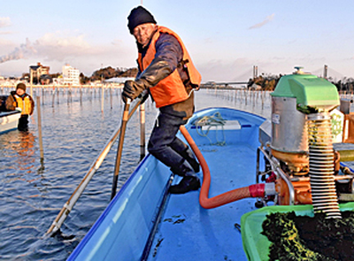 「未来への道筋を作りたい」とノリの摘み取りを行う大森さん＝２月５日、相馬市松川浦