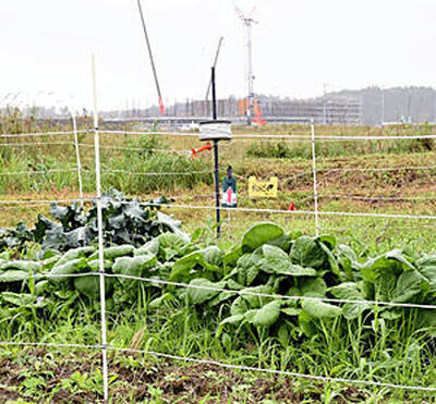 双葉町両竹地区で行われている葉物野菜の試験栽培。隣接する中野地区（写真奥）では、県のアーカイブ拠点施設や町産業交流センターの整備などが進められている＝７日午前