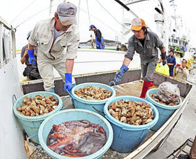 ヤナギダコやシライトマキバイなどを相馬市の松川浦漁港に水揚げする漁師＝２０１２年６月