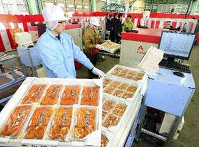 非破壊検査機器で安全性を確認し、３年ぶりに出荷されるあんぽ柿＝２０１３年１２月