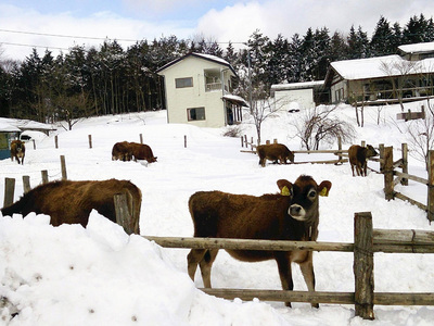 ファームつばさで飼っているジャージー牛。震災があったからこそ、新しい道をつくることができました
