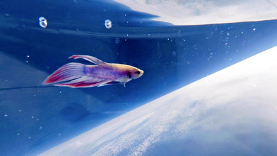 宇宙を旅する熱帯魚ベタ。未来を生きる人のために、風船を使った宇宙開発に人生を懸けたい