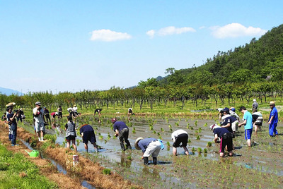 青空の下、２０１５年５月に長井市で行われた田植えの様子。福島と長井をつなぐ新しい絆が生まれた
