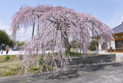 清隆寺のシダレザクラ