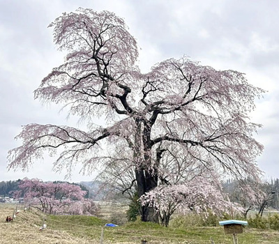 見頃を迎えている「高萩のしだれ桜」