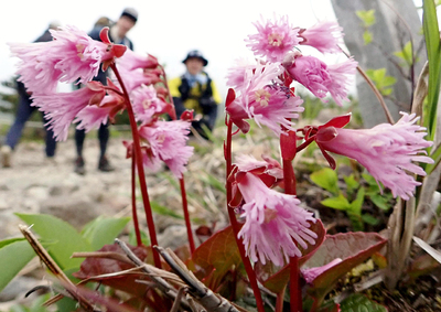 ピンク色のかれんな花を咲かせているイワカガミ＝福島市・磐梯吾妻スカイラインの浄土平周辺