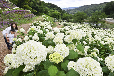 見頃を迎えた「アナベル」。白い大輪の花が一面に広がる＝２６日、福島市・陽林寺