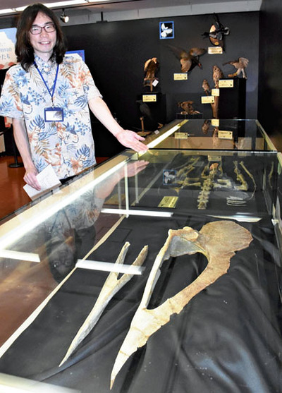 展示されているトゥプクスアラの化石（手前）