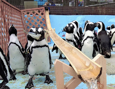 ペンギンの流しアジ
