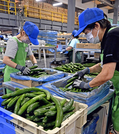 選果作業を経て箱詰めされるキュウリ ＝会津若松市・会津野菜館