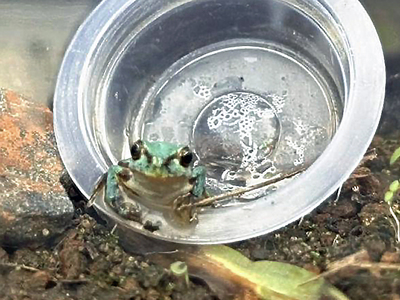 体の色が青色に見えるアマガエル