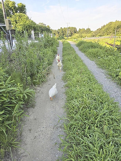 畑の作業が少ない時期ですので、ニワトリのトレーニングをしようと思いました。目の前にこんなに広い農園があるのに、ずっと運動場だけにいるのは残念なので、あちこちに連れて行きます。私から離れないし、付いてきてくれます。自分たちで運動場にも戻ります。ニワトリは、みんなが思っているより本当にエライです