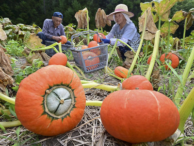一つ一つ手作業で収穫される奥会津金山赤カボチャ＝金山町