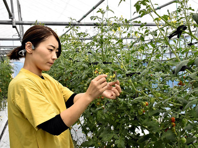 ミニトマトの生育状況を確かめる過足社長。花が落ちて実がならない房が出ている