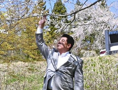 川俣町の中央公園で咲くきぼうの桜の木を訪れる私。年々、幹が太くなってきている