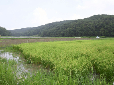 コメや野菜の実証栽培が行われている飯舘村長泥地区
