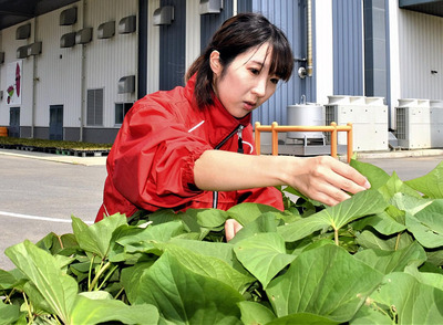「町の人々が『楢葉の特産品はサツマイモ』と誇りに思ってもらえるようにしたい」と語り、サツマイモの手入れをする瀧沢さん