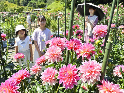 色とりどりの花が咲き誇るダリア＝塙町・湯遊ランドはなわ