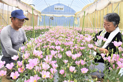 富岡町で花卉栽培に取り組む渡辺さん夫妻。間もなくトルコギキョウの出荷の最盛期を迎える＝９日