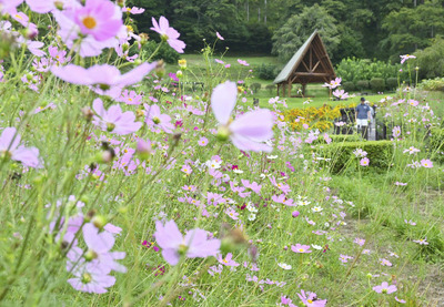 鮮やかに咲く色とりどりのコスモス＝二本松市・大杉緑地広場