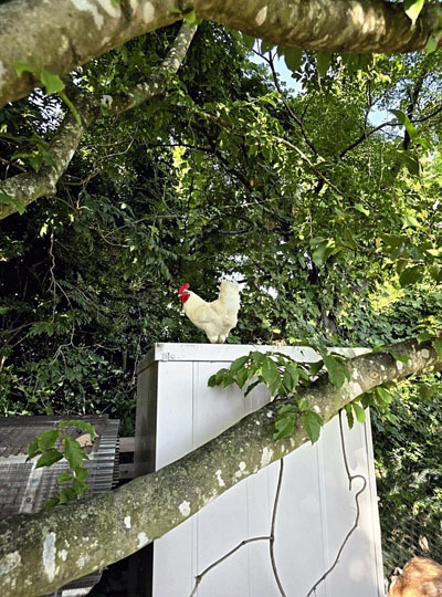 農園のニンジャニワトリです。これからもっと能力が増えたら、警備員としてスカウトされるかもしれません
