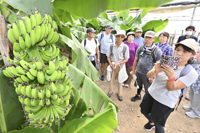 ハウスで栽培するバナナの取り組みを見学した参加者＝広野町・トロピカルフルーツミュージアム