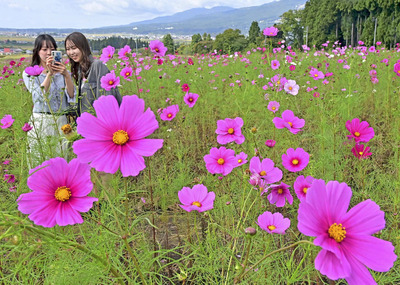 秋風にかれんな花を揺らすコスモス＝猪苗代町・猪苗代ハーブ園