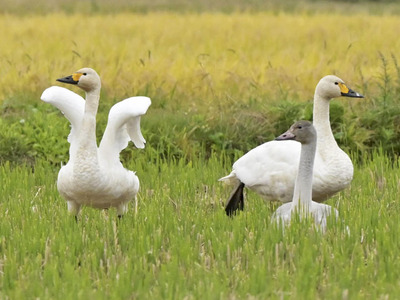 水原川白鳥飛来地付近の田んぼに飛来したコハクチョウ