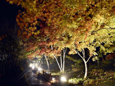 ライトアップされた園内