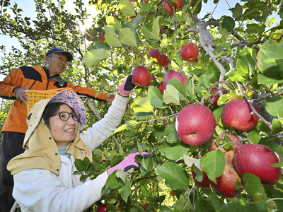 赤く色づき、収穫作業が始まった主力品種「サンふじ」＝１２日午前、福島市飯坂町・マルフク農園