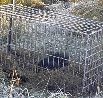 箱わなにかかったクマ。県内初の緊急銃猟で駆除された（喜多方市提供）