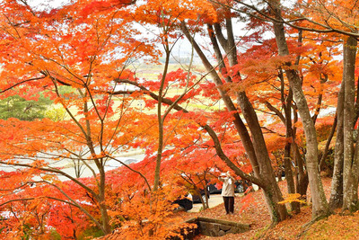 園内を色鮮やかに彩る紅葉＝桑折町・陣屋の杜公園
