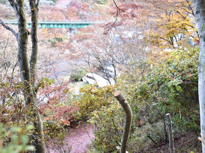 切断されたツツジの枝＝２１日・矢祭町の奥久慈県立自然公園矢祭山