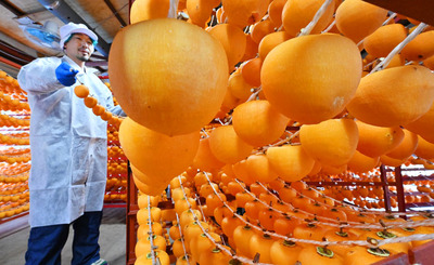 干し場につるされる「あんぽ柿」。黄金色のカーテンのように連なる＝２５日、伊達市梁川町五十沢