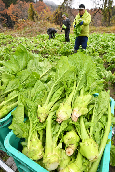 鎌で丁寧に収穫されたザーサイ＝喜多方市高郷町