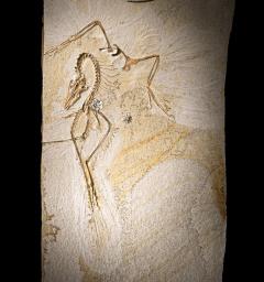　始祖鳥の化石（研究チーム提供）
