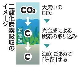 　二酸化炭素吸収のイメージ