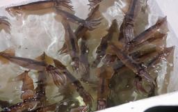 　いけすの中で泳ぐスルメイカ＝２０２４年６月、北海道函館市の函館漁港