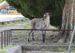 　名古屋市名東区の公園で確認されたニホンカモシカ＝２日午後