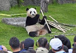 　アドベンチャーワールドの屋外運動場で竹を食べるジャイアントパンダ「結浜」＝５月、和歌山県白浜町