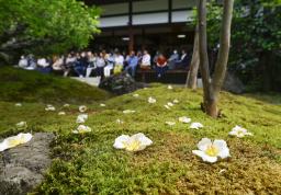 　京都市右京区の東林院で見頃を迎えた「沙羅双樹の花」＝９日午前