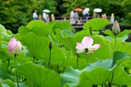 　「白水阿弥陀堂境域」の浄土庭園で開花したハス＝２５日午前、福島県いわき市