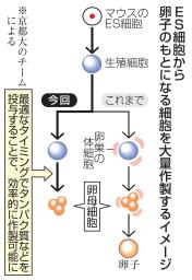 　ＥＳ細胞から卵子のもとになる細胞を大量作製するイメージ