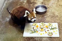 　２２歳になり、特製ケーキをプレゼントされたレッサーパンダ「風太」＝５日午後、千葉市動物公園（同園提供）